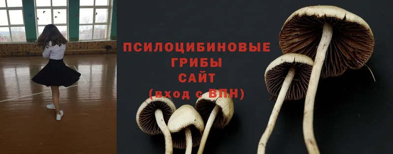 Галлюциногенные грибы Psilocybe  Саки 